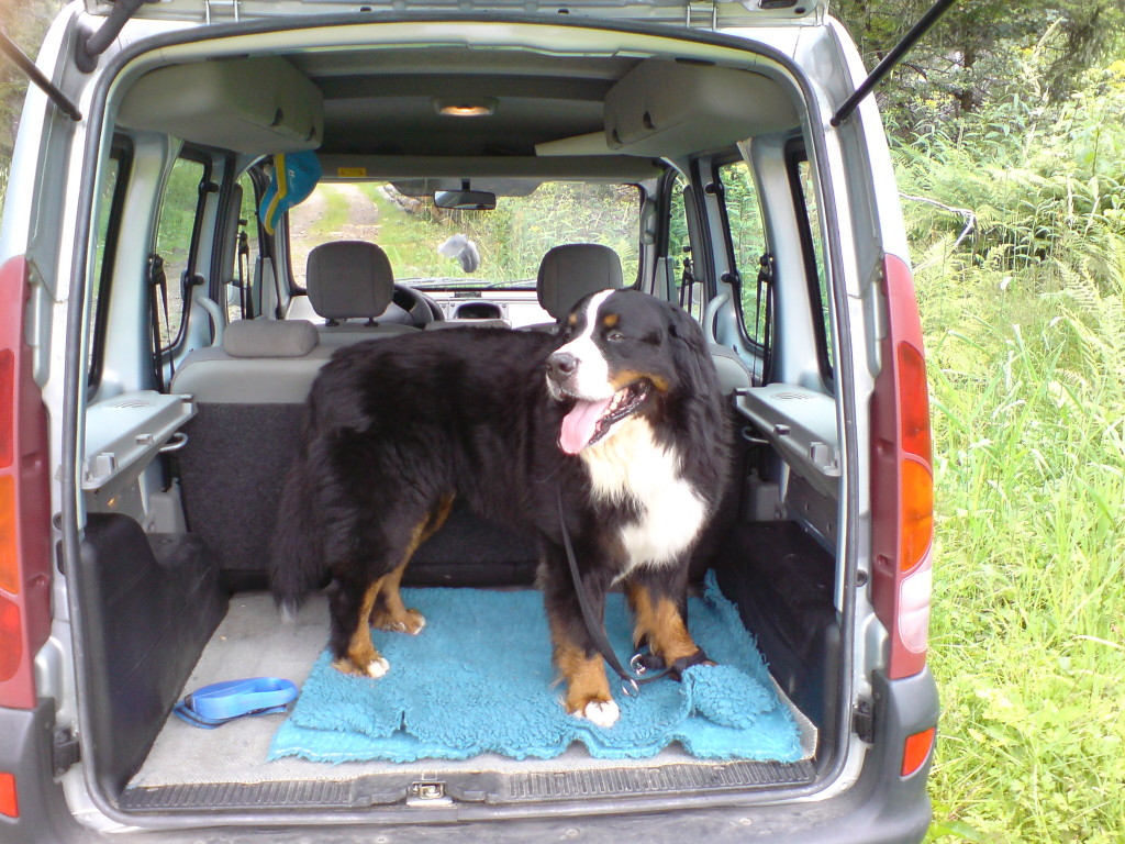Kyro's Kangoo